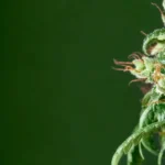 What Are Terpenes & Why Do They Matter? The Truth @ HighHippy.com | Best $100 Oz Online & Free Shipping