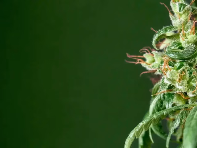 What Are Terpenes & Why Do They Matter? The Truth @ HighHippy.com | Best $100 Oz Online & Free Shipping