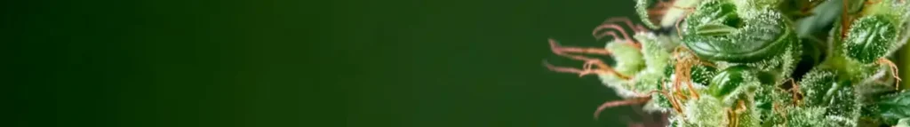 What Are Terpenes & Why Do They Matter? The Truth @ HighHippy.com | Best $100 Oz Online & Free Shipping