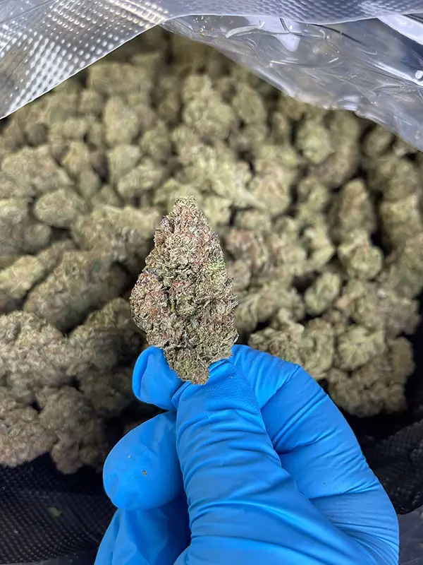 White Widow THCa Flower - 30.79% @ HighHippy.com - Overnight Shipping!