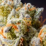 7 Uplifting Sativa THCa Strains to Try This Month @ HighHippy.com Blogs
