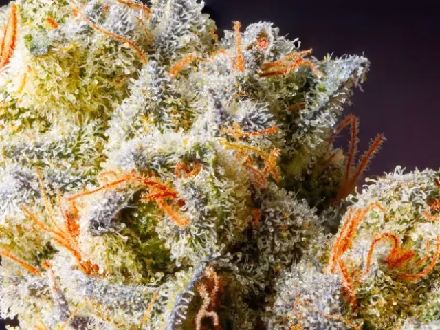 7 Uplifting Sativa THCa Strains to Try This Month @ HighHippy.com Blogs