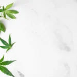 How to Read a COA for THCa Flower @ HighHippy Blog - Best THCa Flower Online, FREE OVERNIGHT DELIVERY!