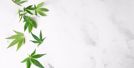 How to Read a COA for THCa Flower @ HighHippy Blog - Best THCa Flower Online, FREE OVERNIGHT DELIVERY!