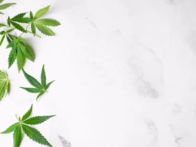 How to Read a COA for THCa Flower @ HighHippy Blog - Best THCa Flower Online, FREE OVERNIGHT DELIVERY!