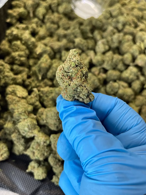 Dump Truck #2 Dump Truck #2 THCa Flower Indica