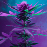 The Best Indica THCa Strains for Nighttime Use BLOG @ HighHippy.com