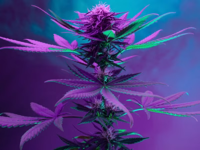 The Best Indica THCa Strains for Nighttime Use BLOG @ HighHippy.com