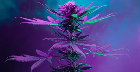 The Best Indica THCa Strains for Nighttime Use BLOG @ HighHippy.com