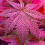 Is THCa Psychoactive The Truth Revealed @ HighHippy.com - FREE OVERNIGHT SHIPPING