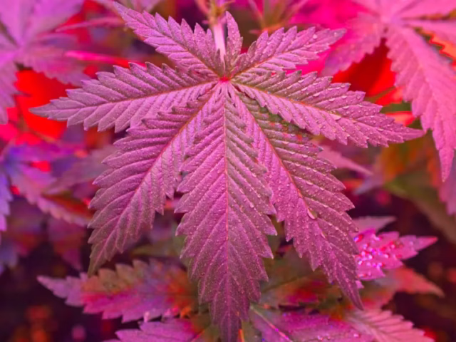 Is THCa Psychoactive The Truth Revealed @ HighHippy.com - FREE OVERNIGHT SHIPPING