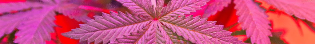 Is THCa Psychoactive? Myths vs. Facts @ HighHippy.com