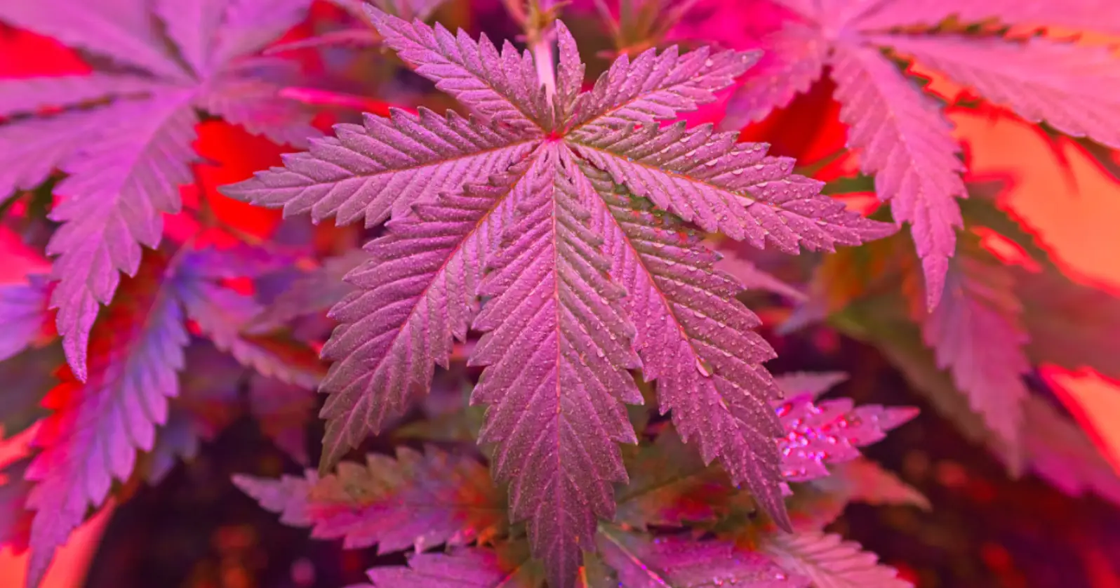 Is THCa Psychoactive The Truth Revealed @ HighHippy.com - FREE OVERNIGHT SHIPPING