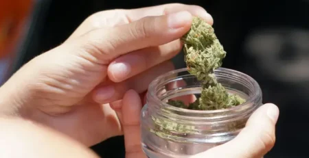 Stash Tips: How to Store THCa Flower to Keep It Fresh @ HighHippy.com Blogs
