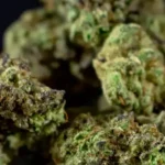 Best THCa Strains Guide @ HighHippy.com Blogs
