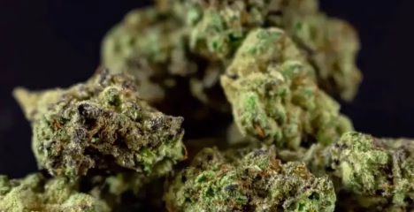 Best THCa Strains Guide @ HighHippy.com Blogs