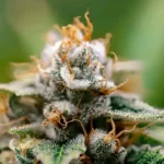 THCa vs Delta-8: The Truth Revealed @ HighHippy.com Blogs