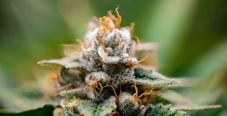THCa vs Delta-8: The Truth Revealed @ HighHippy.com Blogs