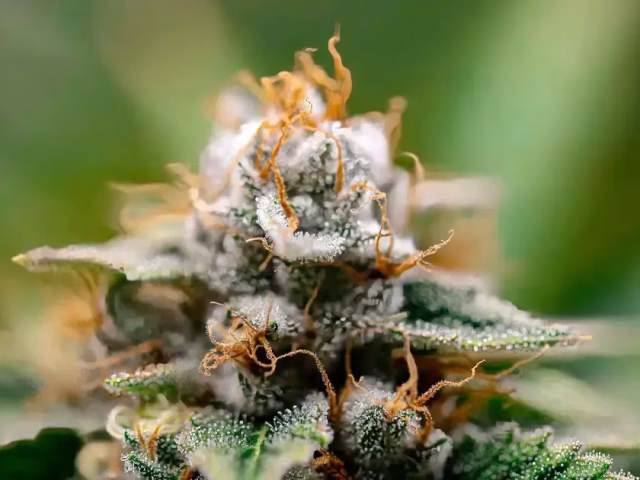 THCa vs Delta-8: The Truth Revealed @ HighHippy.com Blogs