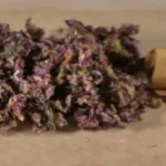 Strongest THCa Strains Available Right Now - The Top 5! @ HighHippy.com