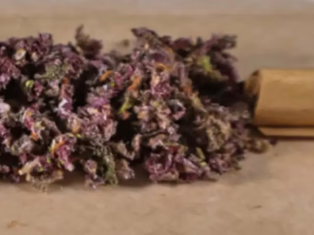 Strongest THCa Strains Available Right Now - The Top 5! @ HighHippy.com