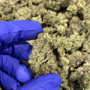 Carbon Fiber THCa Flower – 29.04% – Hybrid – Light Dep - Image 2