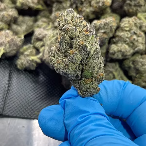 Cherry Bomb THCa Flower - 27.06% - Hybrid @ HighHippy.com - Cheap Ounces - Overnight Shipping