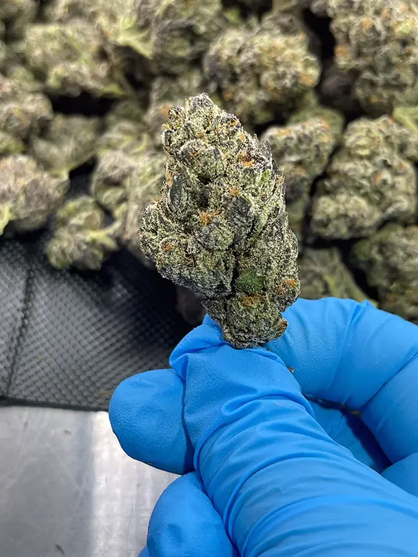 Cherry Bomb THCa Flower - 27.06% - Hybrid @ HighHippy.com - Cheap Ounces - Overnight Shipping