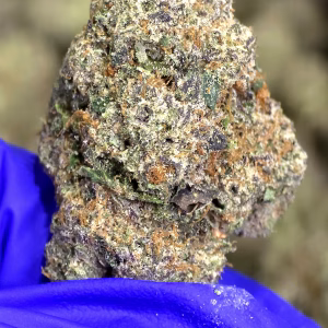 Cruise Control - Sativa Strain - THCa Flower - 32.18% - Caviar Grade