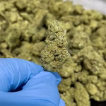 GG #4 - THCa Pre Roll - 1.5g - Indica Strain - 43.20% @ HighHippy.com 4 Free Overnight Shipping!