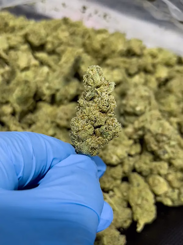 GG #4 - THCa Pre Roll - 1.5g - Indica Strain - 43.20% @ HighHippy.com 4 Free Overnight Shipping!