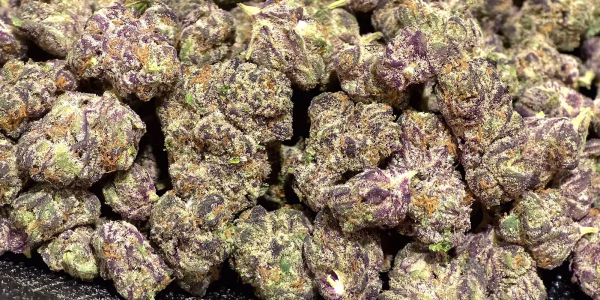 Laughing Buddha Sativa Strain - THCa Smalls_Cheap OZ - 33.35% @ HighHippy.com - FREE OVERNIGHT DELIVERY!