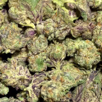 Money Maker Smalls THCa Flower — Indica — 37.98% — Exotic - Image 2
