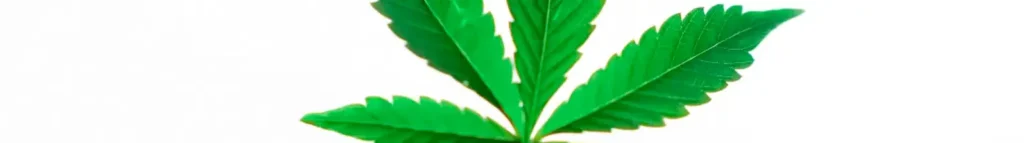 THCa vs THC vs Delta-9: The Truth About Hemp Revealed @ HighHippy.com