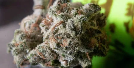 closeup image of thca flower bud