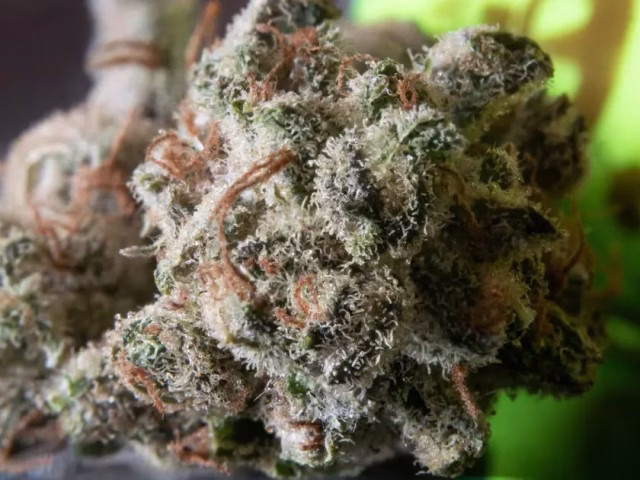 closeup image of thca flower bud