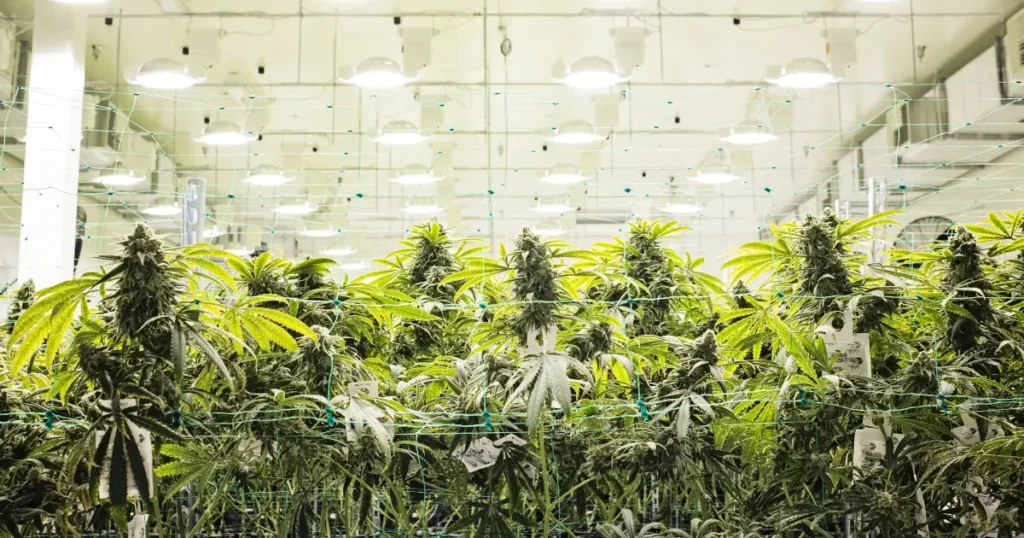 THCa Strength vs THC: Which Gets You Higher? @HighHippy.com Blogs