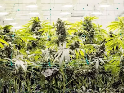 THCa Strength vs THC: Which Gets You Higher? @ HighHippy.com Blogs