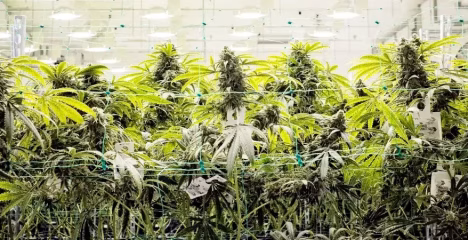 THCa Strength vs THC: Which Gets You Higher? @ HighHippy.com Blogs