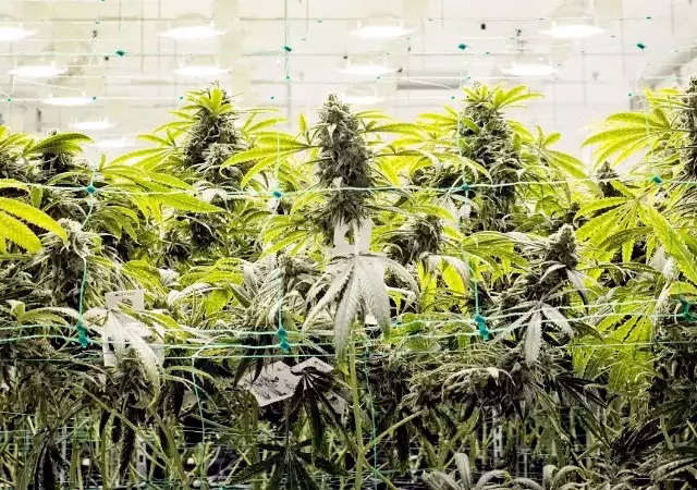 THCa Strength vs THC: Which Gets You Higher? @ HighHippy.com Blogs