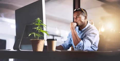 THCa for Creativity & Focus @ HighHippy.com Blog