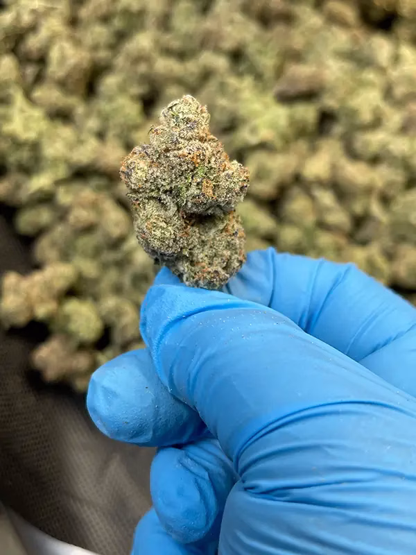 Ya Hemi - Sativa Strain - THCa Smalls - High Potency Flower - 39.58% @ HighHippy.com - FREE OVERNIGHT SHIPPING!