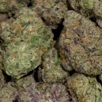 9 LB Hammer - Indica Strain - 40.93% THCa 01 from FrostyClub.com Wholesale, HighHippy.com retail - Free Overnight Shipping!