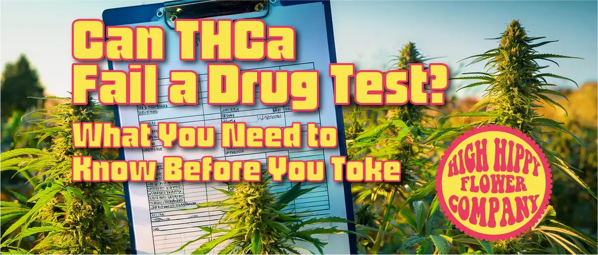 Can THCa Fail a Drug Test is a common question due to the confusion about cannabis? What to Know Before Toking the best flower online is learned at HighHippy blogs!