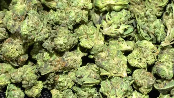 Log Cabin Smalls THCa Flower Sativa Log Cabin Smalls THCa Flower Sativa
