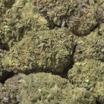 Peyote Haze THCa Hemp Flower