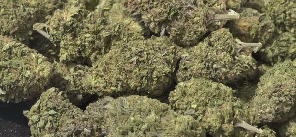 Peyote Haze THCa Hemp Flower