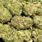 Prohibition OG — Indica Strain — THCa Flower — 33.82% — Exotic Indoor - Image 2