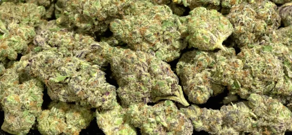Purple Stardawg
