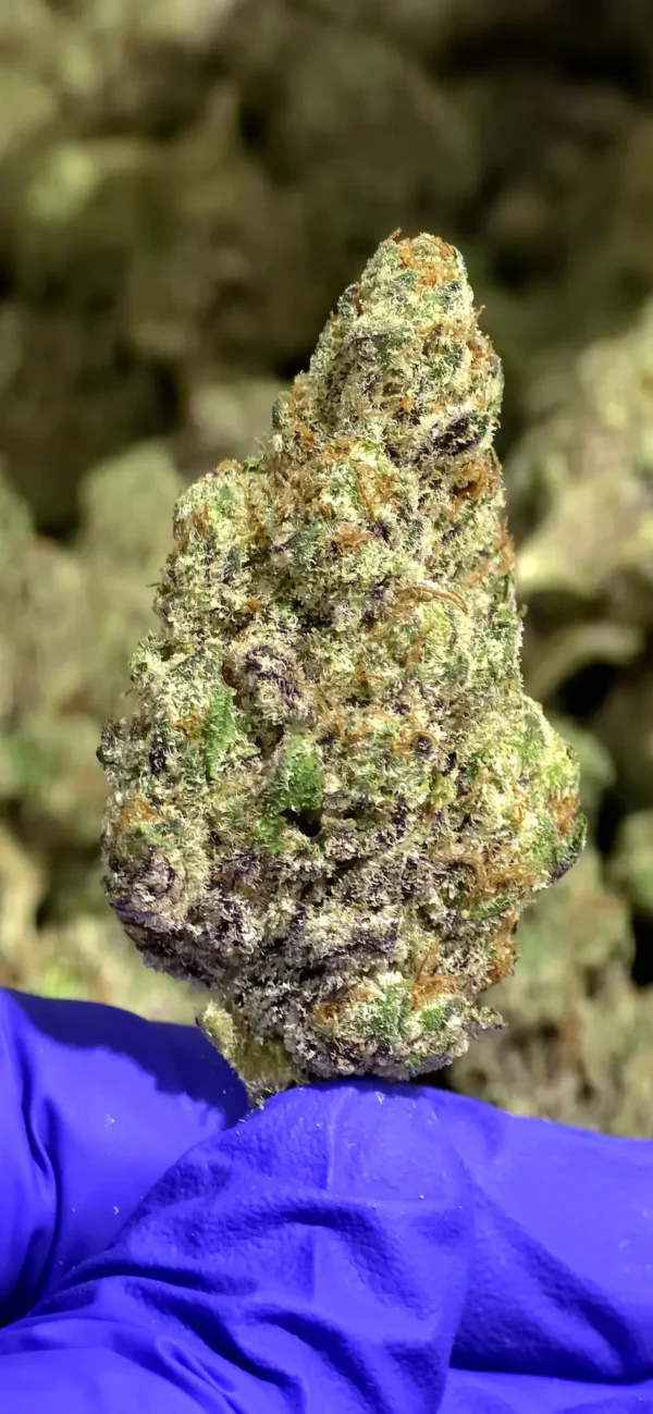 Purple Stardawg THCa Flower Purple Stardawg THCa Flower